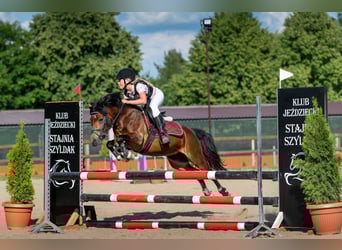 Andere Rassen, Merrie, 10 Jaar, 120 cm, Bruin