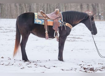 Andere Rassen, Merrie, 10 Jaar, 142 cm, Donkerbruin