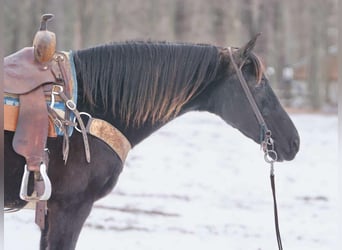 Andere Rassen, Merrie, 10 Jaar, 142 cm, Donkerbruin