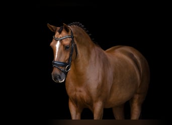Andere Rassen, Merrie, 10 Jaar, 144 cm
