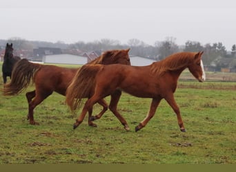 Andere Rassen, Merrie, 10 Jaar, 150 cm, Vos