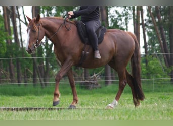 Andere Rassen, Merrie, 10 Jaar, 154 cm, Vos