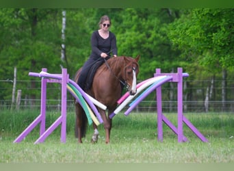 Andere Rassen, Merrie, 10 Jaar, 154 cm, Vos