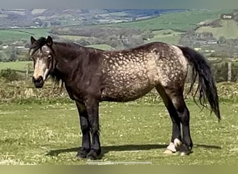 Andere Rassen, Merrie, 10 Jaar, 155 cm, Falbe