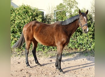 Andere Rassen, Merrie, 10 Jaar, 157 cm, Bruin