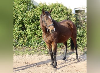 Andere Rassen, Merrie, 10 Jaar, 157 cm, Bruin