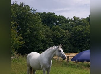 Andere Rassen Mix, Merrie, 10 Jaar, 158 cm, Appelschimmel