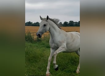 Andere Rassen Mix, Merrie, 10 Jaar, 158 cm, Appelschimmel