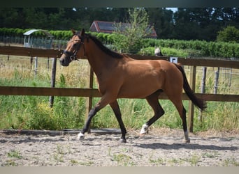 Andere Rassen, Merrie, 10 Jaar, 160 cm, Bruin
