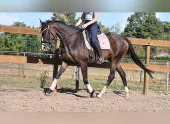 Andere Rassen, Merrie, 10 Jaar, 162 cm, Donkerbruin