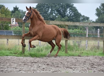 Andere Rassen, Merrie, 10 Jaar, 163 cm, Vos