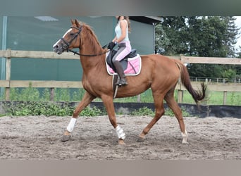Andere Rassen, Merrie, 10 Jaar, 163 cm, Vos