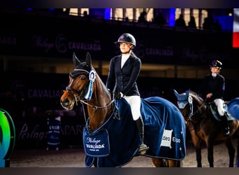 Andere Rassen, Merrie, 10 Jaar, 167 cm, Roodbruin