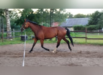 Andere Rassen Mix, Merrie, 10 Jaar, 170 cm, Roodbruin
