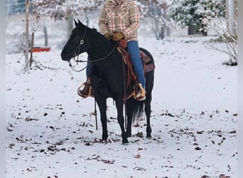 Andere Rassen, Merrie, 10 Jaar, Zwart