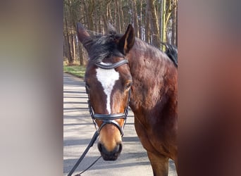 Andere Rassen Mix, Merrie, 11 Jaar, 146 cm, Bruin