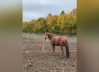 Andere Rassen, Merrie, 11 Jaar, 148 cm, Vos