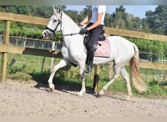 Andere Rassen, Merrie, 11 Jaar, 148 cm, Wit