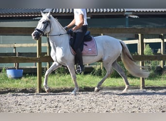 Andere Rassen, Merrie, 11 Jaar, 148 cm, Wit