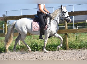 Andere Rassen, Merrie, 11 Jaar, 148 cm, Wit