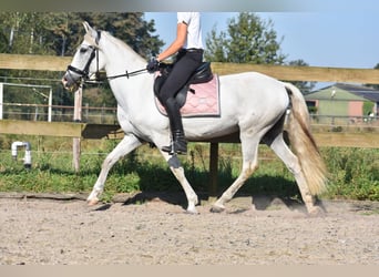 Andere Rassen, Merrie, 11 Jaar, 148 cm, Wit