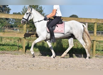 Andere Rassen, Merrie, 11 Jaar, 148 cm, Wit