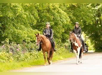 Andere Rassen, Merrie, 11 Jaar, 154 cm, Vos