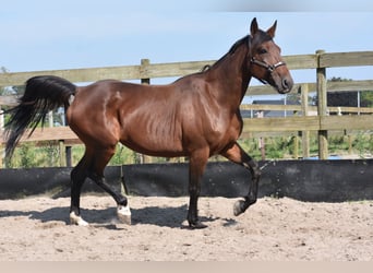 Andere Rassen, Merrie, 11 Jaar, 161 cm, Bruin