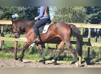 Andere Rassen, Merrie, 11 Jaar, 161 cm, Bruin