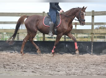 Andere Rassen, Merrie, 11 Jaar, 164 cm, Donkere-vos