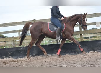 Andere Rassen, Merrie, 11 Jaar, 164 cm, Donkere-vos