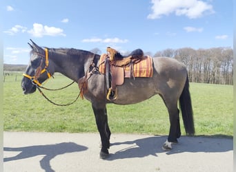 Andere Rassen, Merrie, 11 Jaar, 164 cm, Grullo