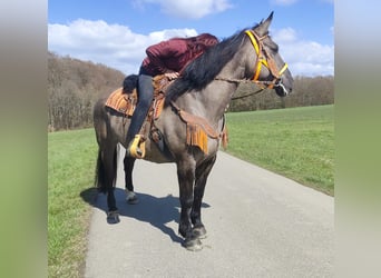 Andere Rassen, Merrie, 11 Jaar, 164 cm, Grullo