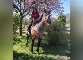 Andere Rassen, Merrie, 11 Jaar, 164 cm, Grullo