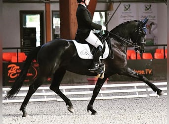 Andere Rassen, Merrie, 11 Jaar, 164 cm, Zwart