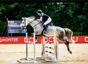 Andere Rassen, Merrie, 11 Jaar, 165 cm, Schimmel