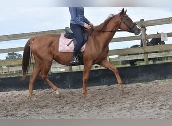 Andere Rassen, Merrie, 11 Jaar, 168 cm, Roodvos