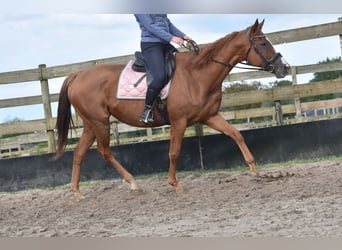 Andere Rassen, Merrie, 11 Jaar, 168 cm, Vos