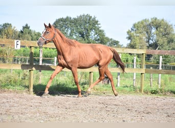 Sonstige Rassen, Stute, 11 Jahre, 168 cm, Fuchs