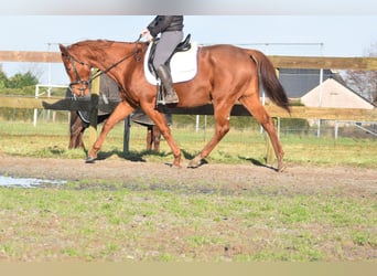 Andere Rassen, Merrie, 11 Jaar, 168 cm, Vos