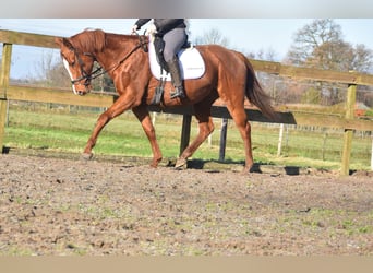 Andere Rassen, Merrie, 11 Jaar, 168 cm, Vos