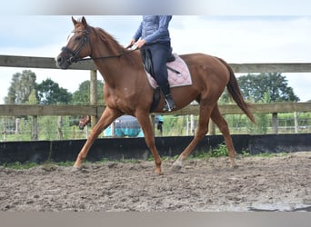 Andere Rassen, Merrie, 11 Jaar, 168 cm, Vos