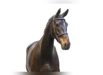 Andere Rassen, Merrie, 11 Jaar, 172 cm, Donkerbruin
