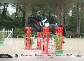 Andere Rassen, Merrie, 11 Jaar, 174 cm, Donkerbruin