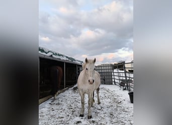 Andere Rassen, Merrie, 12 Jaar, 133 cm, Schimmel