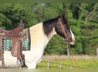Andere Rassen, Merrie, 12 Jaar, 142 cm, Gevlekt-paard