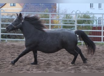 Andere Rassen Mix, Merrie, 12 Jaar, 145 cm, Zwartschimmel
