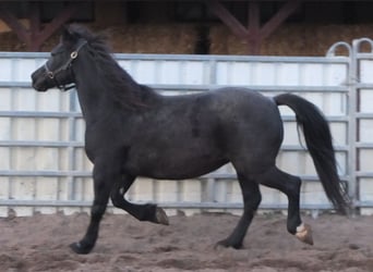 Andere Rassen Mix, Merrie, 12 Jaar, 145 cm, Zwartschimmel