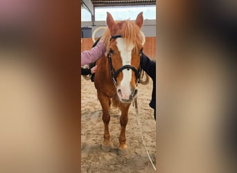 Andere Rassen Mix, Merrie, 12 Jaar, 148 cm, Vos