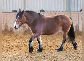 Andere Rassen, Merrie, 12 Jaar, 153 cm, Bruin